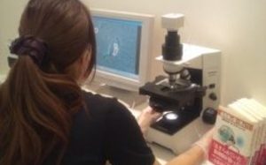 菌を顕微鏡で観察中☆除菌という方法も！